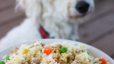 Is fried rice shop bad for dogs